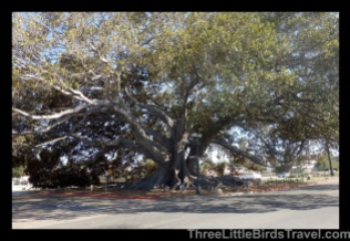 Find the largest Fig Tree in the US (Moreton Fig Tree, Santa Barbara, California)